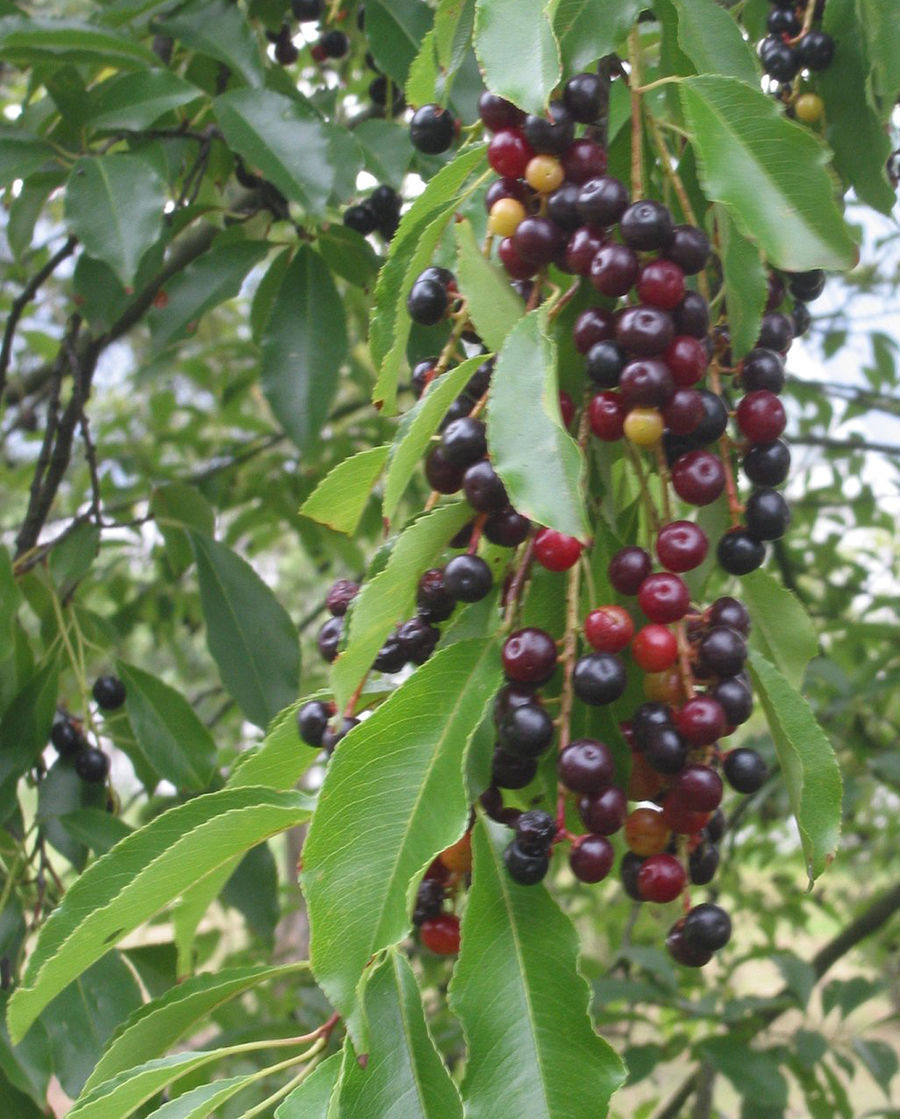 Black cherry tree